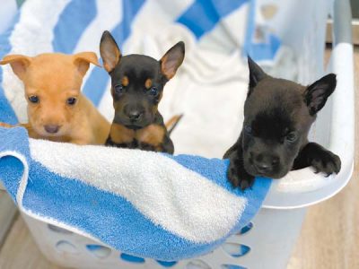 Two puppies die after being left in container